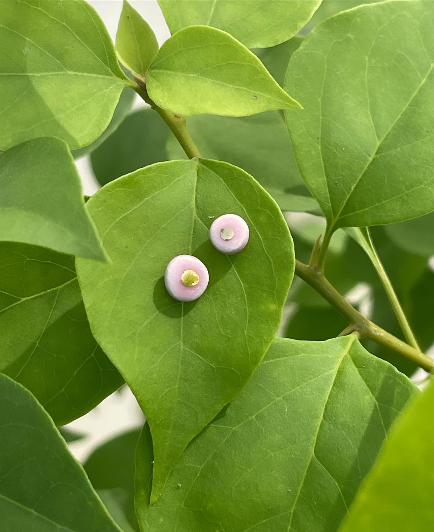 Tiny gold dot studs